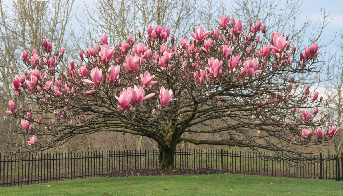 découvrez notre guide ultime pour maîtriser la bouture du magnolia et sublimer votre jardin avec de magnifiques arbres en pleine santé.